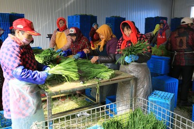 鄉村婦女的增收新路 鎮辦企業里，六小時換來四十元與出口的韭菜